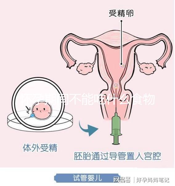 懷孕期間不能吃什么食物？