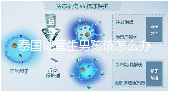 泰國試管生男孩該怎么辦？詳細(xì)助孕流程快速收集