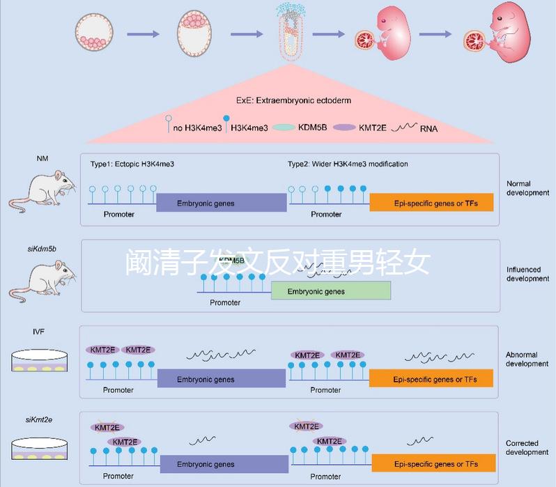 闞清子發文反對重男輕女，網友：都2024了還有這種思想