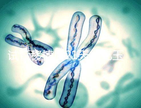 試管移植后21天能吃玉米嗎？孕婦多吃能減少便秘？