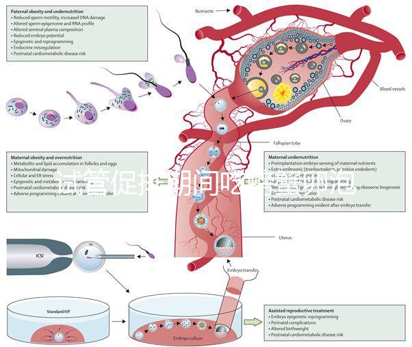 試管促排期間吃螃蟹卵泡不長(zhǎng)了？食用后究竟會(huì)怎樣一看便知