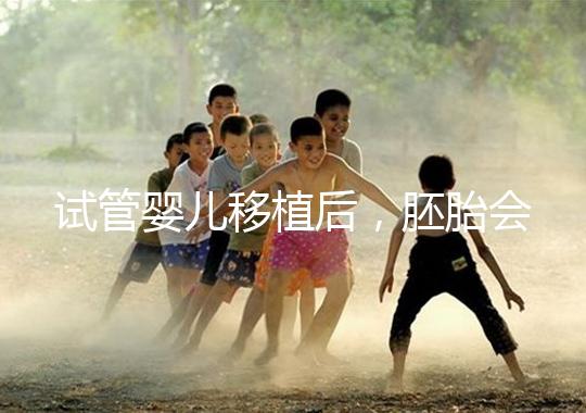 試管嬰兒移植后，胚胎會在子宮中經(jīng)歷哪些變化？