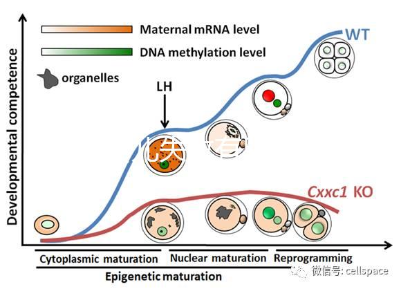 試管嬰兒失敗有黑幕？泰國杰特寧醫院騙局是謠言還是欺騙？
