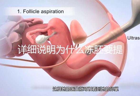 詳細說明為什么凍胚要提前一兩天解凍，有沒有影響一目了然