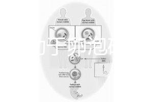 跳繩有助于卵泡破裂嗎？4種有效手段值得入手
