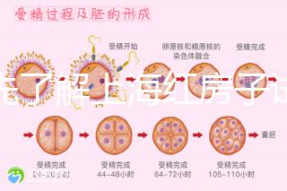 預(yù)先了解上海紅房子試管建檔流程,最快當天可定方案