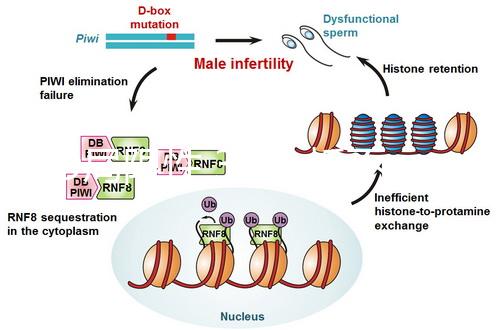 2D局限性,3D分析不完善,竇卵泡計數(shù)(AFC)監(jiān)測不能少